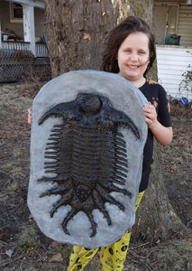 Terataspis grandis (Giant Trilobite) Cast Replica