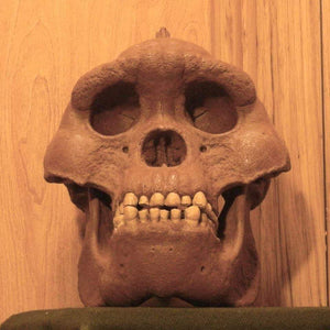 Bigfoot Skull Cast Artistic Interpretation by Master artist.