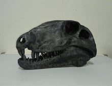 画像をギャラリービューアに読み込む, Dimetrodon skull cast replica #1