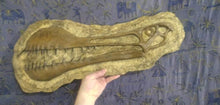 画像をギャラリービューアに読み込む, Tropeognathus Skull Plaque (model cast Replica Reproduction