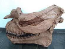 Load image into Gallery viewer, Brontotherium skull cast replica Brontops Titanothere Brontotheriidae