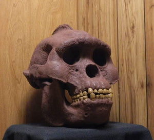 Bigfoot Skull Cast Artistic Interpretation by Master artist.