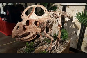 Protoceratops skeleton cast replica