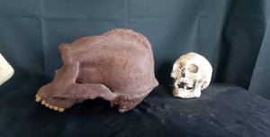 Bigfoot Skull Cast Artistic Interpretation by Master artist ( top of skull only).