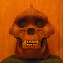Load image into Gallery viewer, Bigfoot Skull Cast Artistic Interpretation by Master artist.