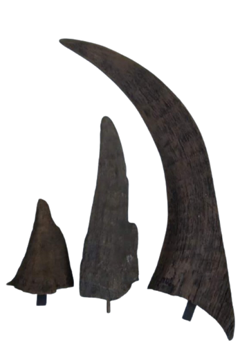 Woolly Rhino horns cast replicas