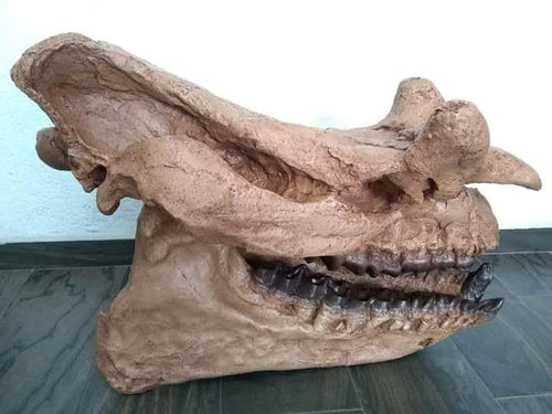 Brontotherium skull cast replica Brontops Titanothere Brontotheriidae