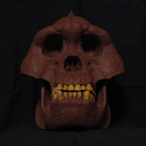 Bigfoot Skull Cast Artistic Interpretation by Master artist.
