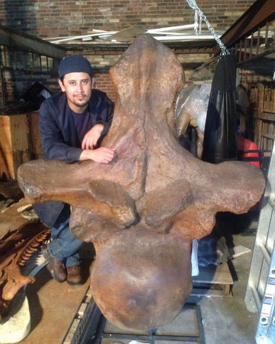 Sauropod: Argentinasaurus Vertebra cast replica Dinosaur