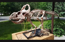 画像をギャラリービューアに読み込む, Protoceratops skeleton cast replica