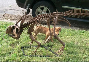 Protoceratops skeleton cast replica