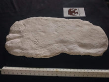 Load image into Gallery viewer, 1971 Fouke Monster Bigfoot cast