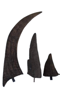 Woolly Rhino horns cast replicas