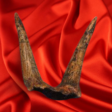 Laden Sie das Bild in den Galerie-Viewer, Triceratops Horns cast replica (double horn)