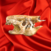 Load image into Gallery viewer, Eremotherium Ground Sloth skull cast replica #2