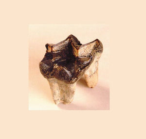 Titanothere tooth cast replica