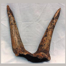 Laden Sie das Bild in den Galerie-Viewer, Triceratops Horns cast replica (double horn)