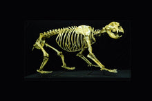 Load image into Gallery viewer, Cave Bear skeleton cast replica 8 ft tall!