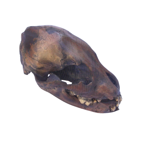 Cave bear; juvenile cave Bear Cub skull cast replica