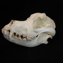 Load image into Gallery viewer, Domestic Dog Skull cast replica skeleton reproduction Taylor Made Fossils