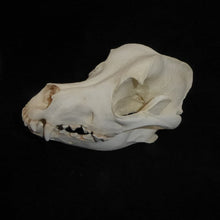 Load image into Gallery viewer, Domestic Dog Skull cast replica skeleton reproduction Taylor Made Fossils