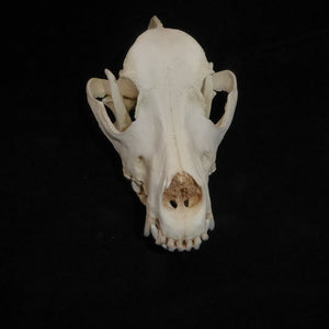 Domestic Dog Skull cast replica skeleton reproduction Taylor Made Fossils