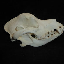 Load image into Gallery viewer, Domestic Dog Skull cast replica skeleton reproduction Taylor Made Fossils