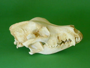Great Dane skull cast replica (item #CA DJL0024) reproduction Taylor Made Fossils