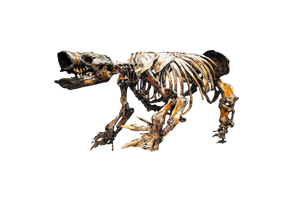 Paramylodon Harlan's Ground Sloth skeleton cast replica