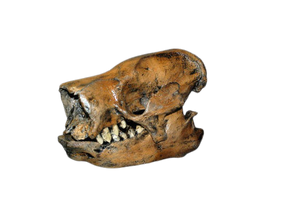 Paramylodon Harlan's Ground Sloth skull cast replica