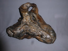 Cargar imagen en el visor de la galería, Gorgonopsid mammal-like reptile - Replica Skull - education zoology paleontology