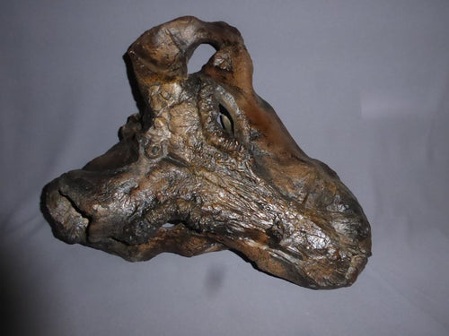 Gorgonopsid mammal-like reptile - Replica Skull - education zoology paleontology