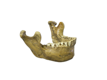 Load image into Gallery viewer, Tabun Neanderthal Jaw cast 2023