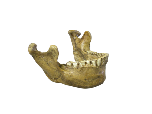 Tabun Neanderthal Jaw cast 2023