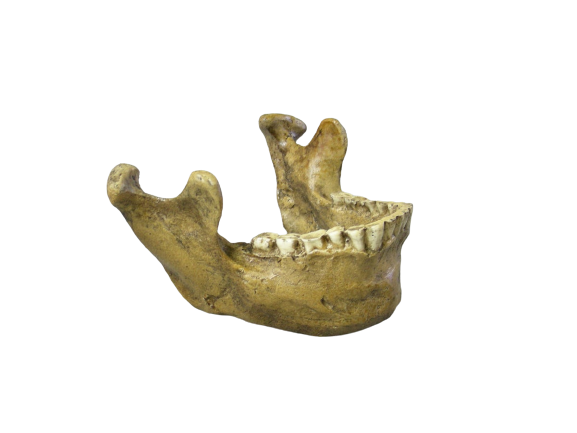 Tabun Neanderthal Jaw cast 2023