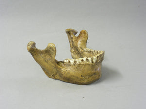 Tabun Neanderthal Jaw cast 2023