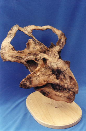 Protoceratops skull cast replica