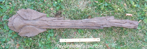 Saichania chulsanensis tail club cast replica