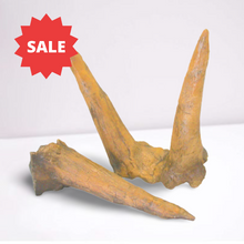 Laden Sie das Bild in den Galerie-Viewer, Triceratops Horns cast replica (double horn)