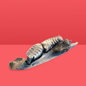 Wooly Mammoth Left side Jaw
cast replica Pleistocene Ice Age Woolly Mammoth