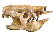 Load image into Gallery viewer, Eremotherium Ground Sloth skull cast replica #2