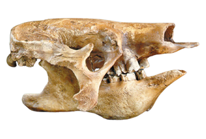 Eremotherium Ground Sloth skull cast replica #2