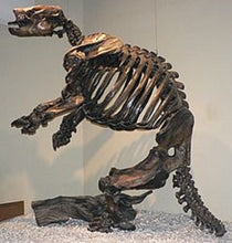 Load image into Gallery viewer, Paramylodon Harlan&#39;s Ground Sloth skeleton cast replica