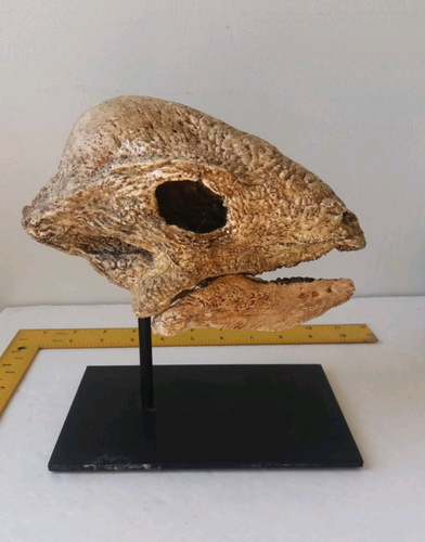 Pachycephalosaurus Stegoceras validum skull cast replica