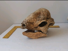 Load image into Gallery viewer, Pachycephalosaurus Stegoceras validum skull cast replica