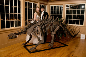 Stegosaurus skeleton cast replica #1