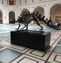 Load image into Gallery viewer, Stegosaurus skeleton cast replica #1