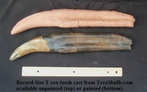 T.rex : Record size T.rex tooth cast replica