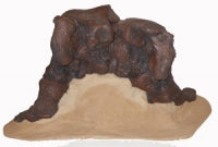 画像をギャラリービューアに読み込む, Mastodon foot cast replica Pleistocene. Ice Age