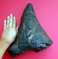 Laden Sie das Bild in den Galerie-Viewer, Triceratops Nose Horn 15&quot; Cast replica #2***